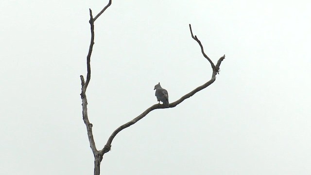 Хохлатая база - ML647063277