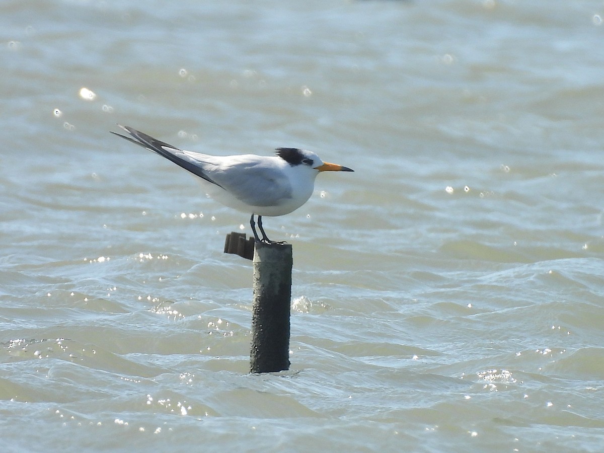 Chinese Crested Tern - ML647063280