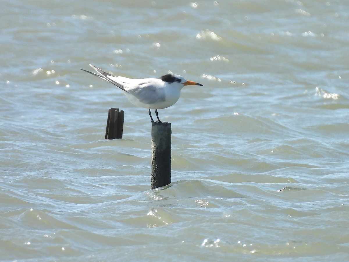 Chinese Crested Tern - ML647063281