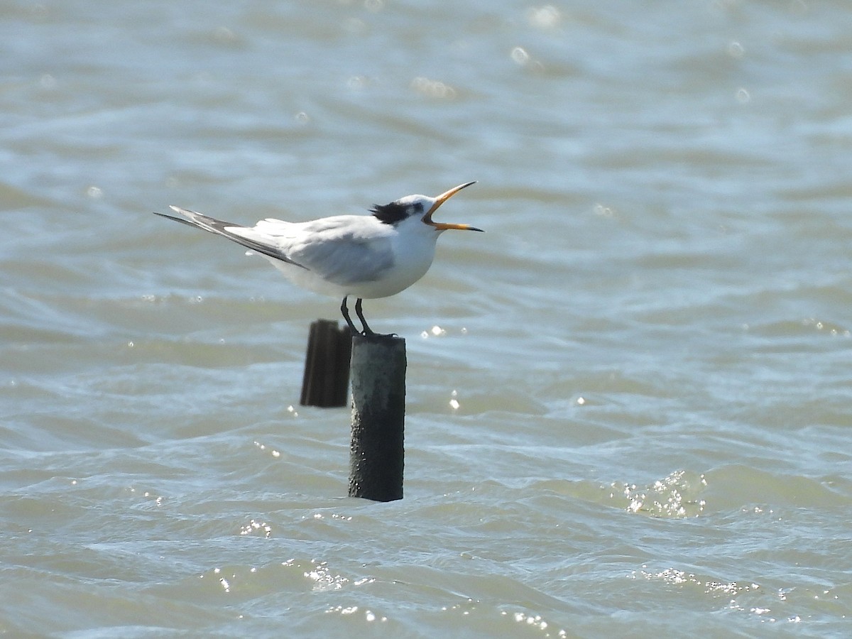 Chinese Crested Tern - ML647063282