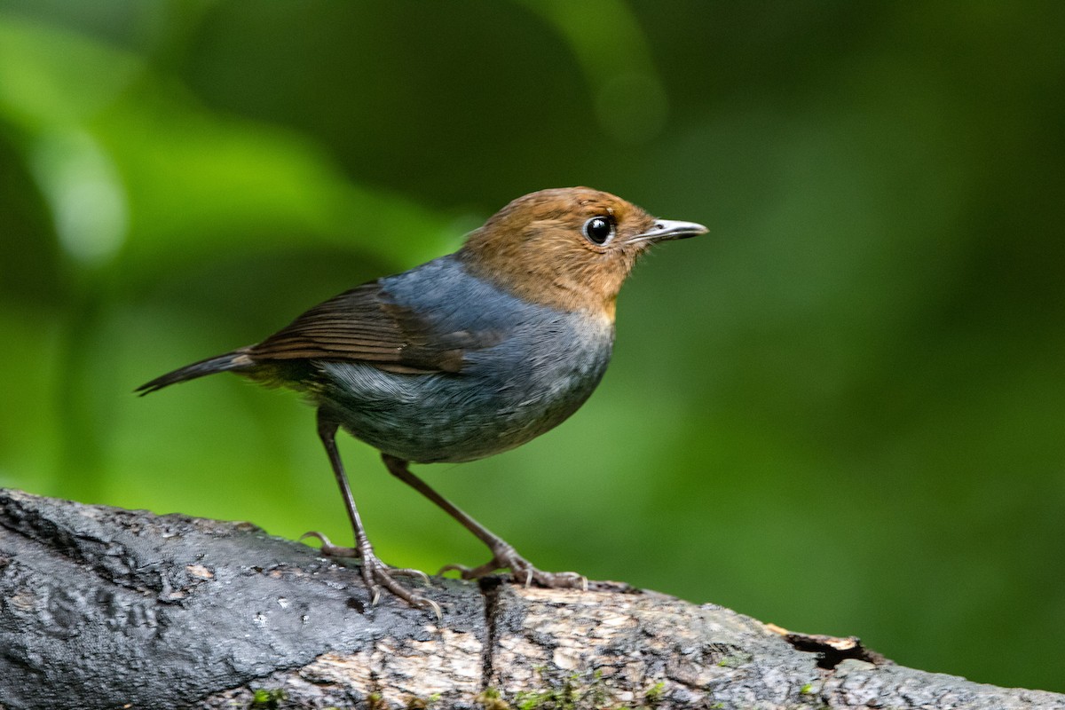 Philippine Shortwing - ML647063285