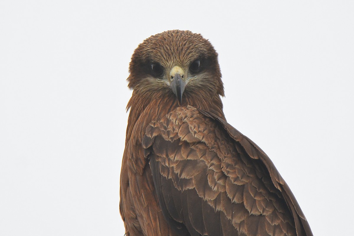 黑鳶(lineatus/formosanus) - ML647063300