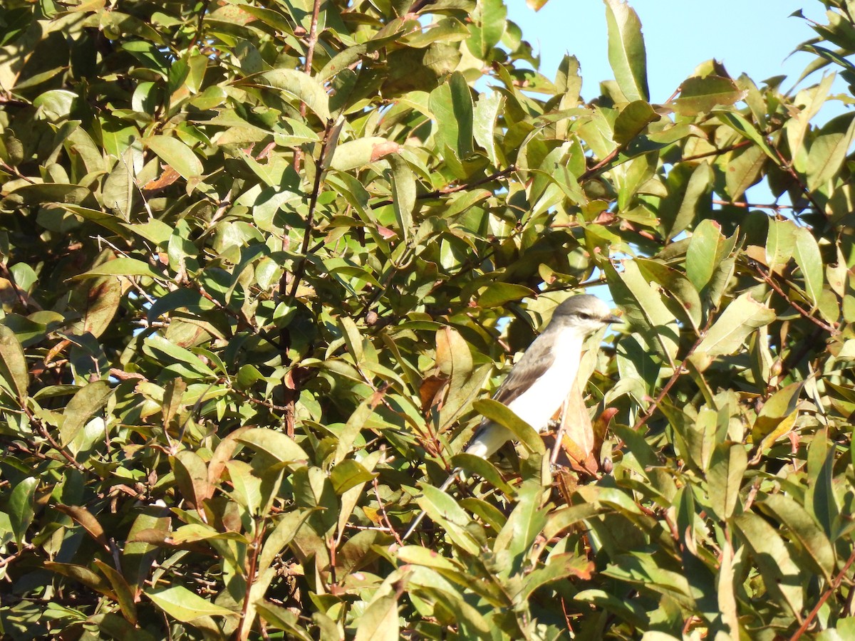 Brown-rumped Minivet - ML647063301