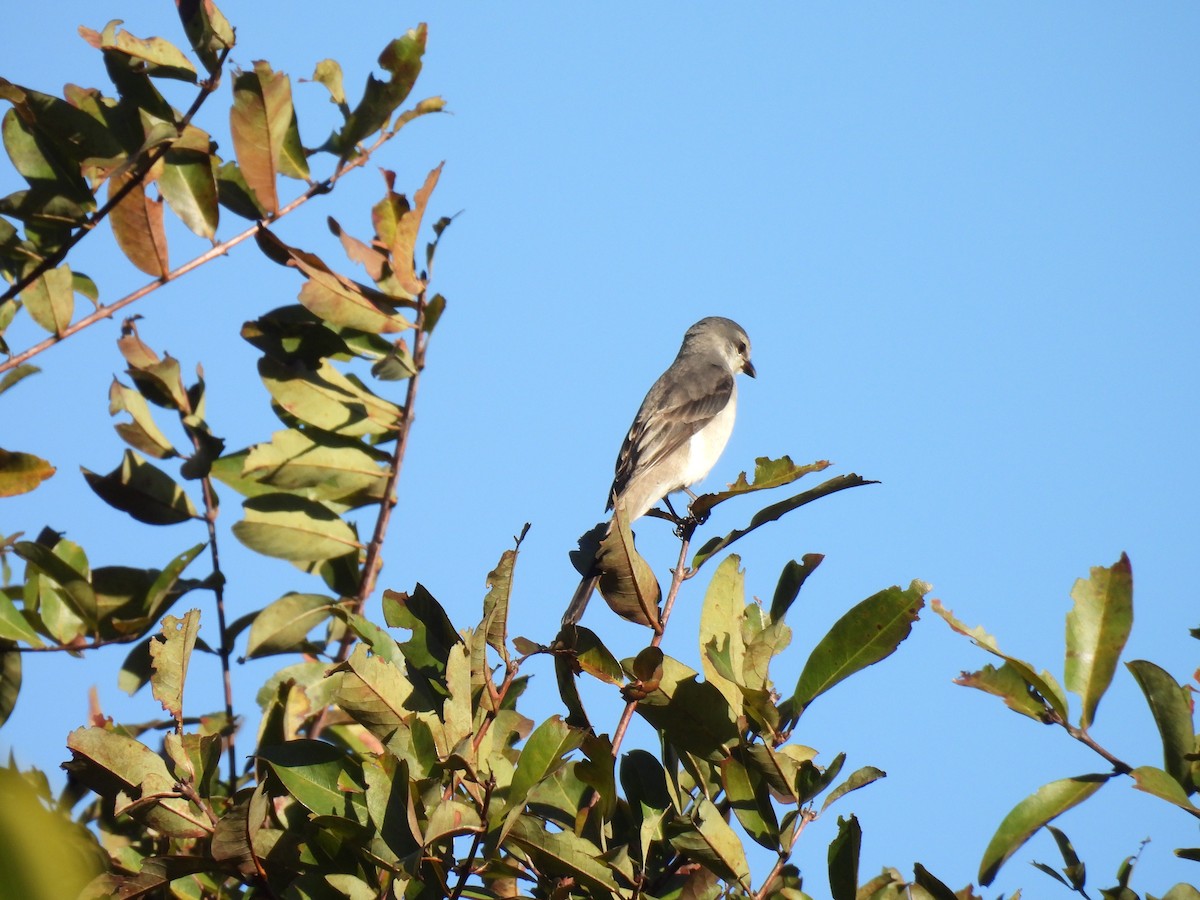 Brown-rumped Minivet - ML647063302