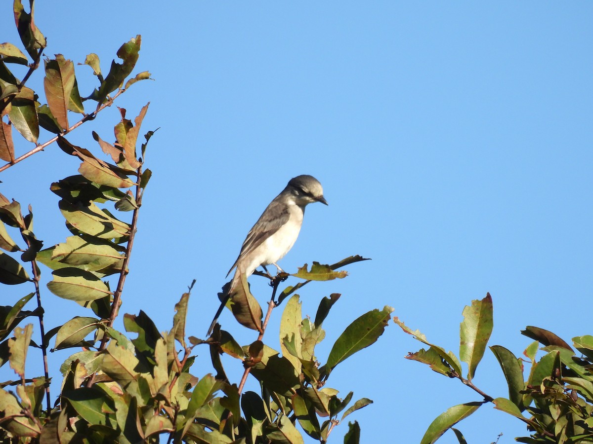 Brown-rumped Minivet - ML647063303