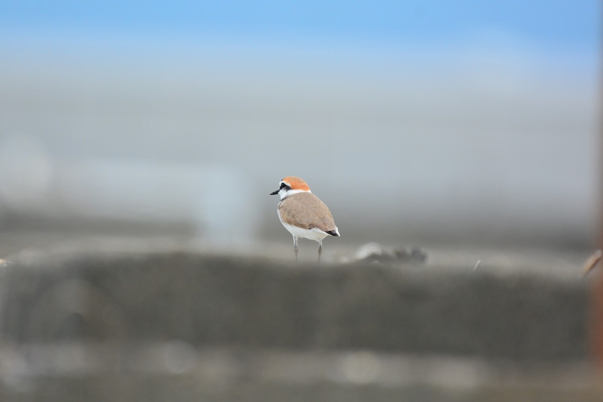 Kentish Plover (Kentish) - ML647063310