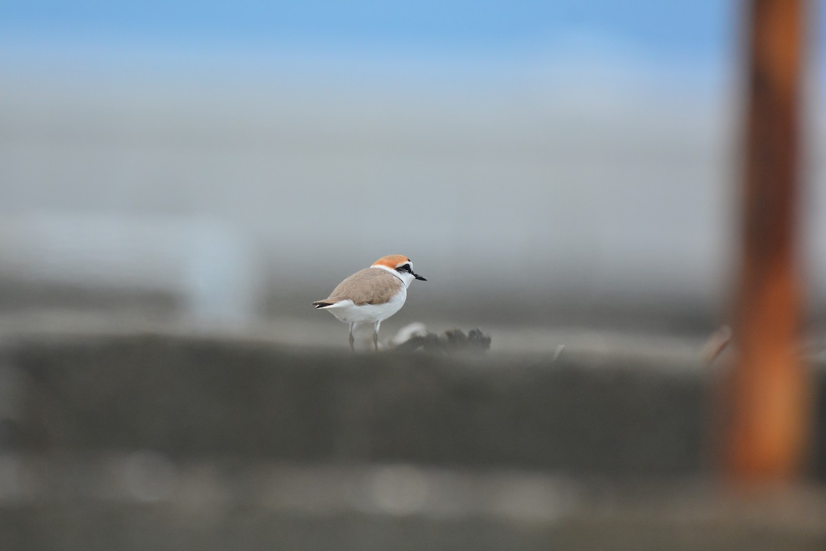 Kentish Plover (Kentish) - ML647063314