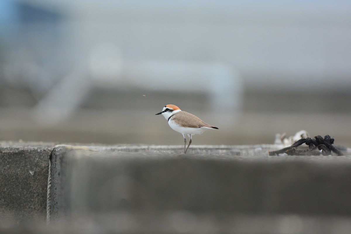 Kentish Plover (Kentish) - ML647063317