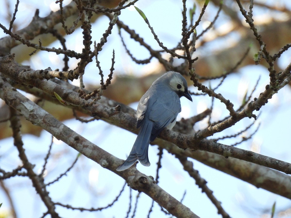 drongo kouřový - ML647063322