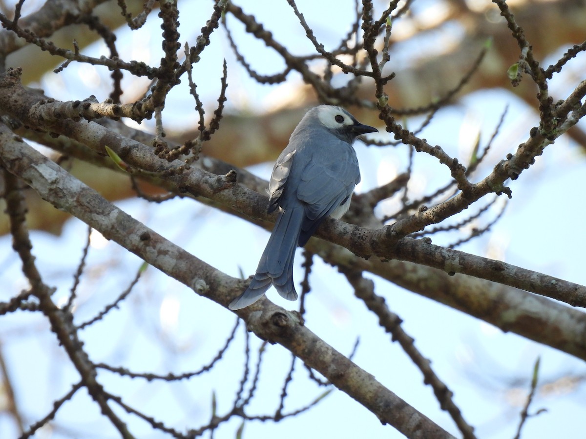 drongo kouřový - ML647063324