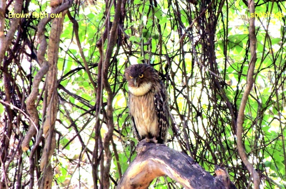 Búho Pescador de Sri Lanka - ML647063334