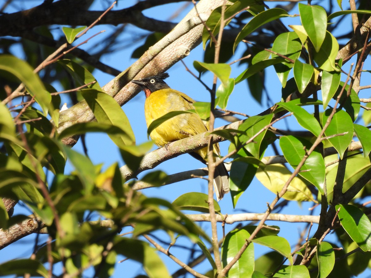 Black-crested Bulbul - ML647063338