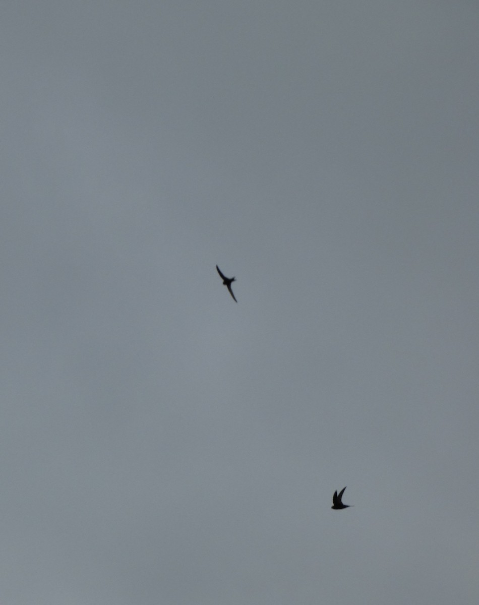 Mauersegler - ML647063341