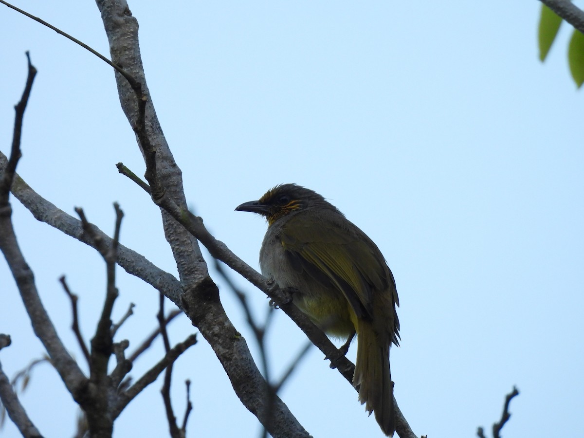 Stripe-throated Bulbul - ML647063342