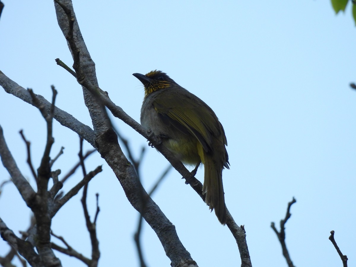 Stripe-throated Bulbul - ML647063343