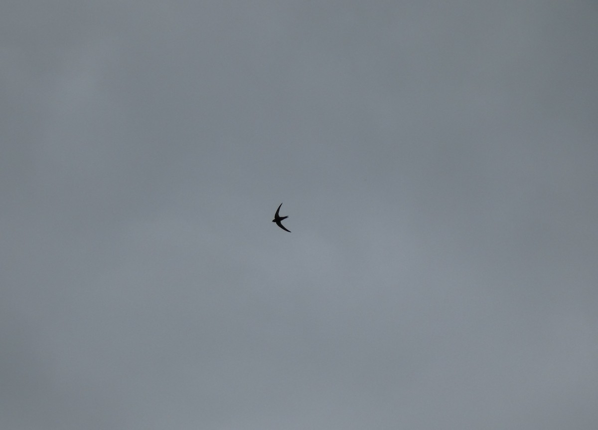 Mauersegler - ML647063346