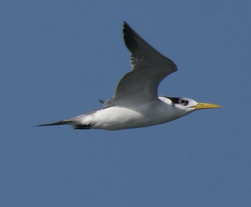 שחפית צהובת-מקור - ML647063347