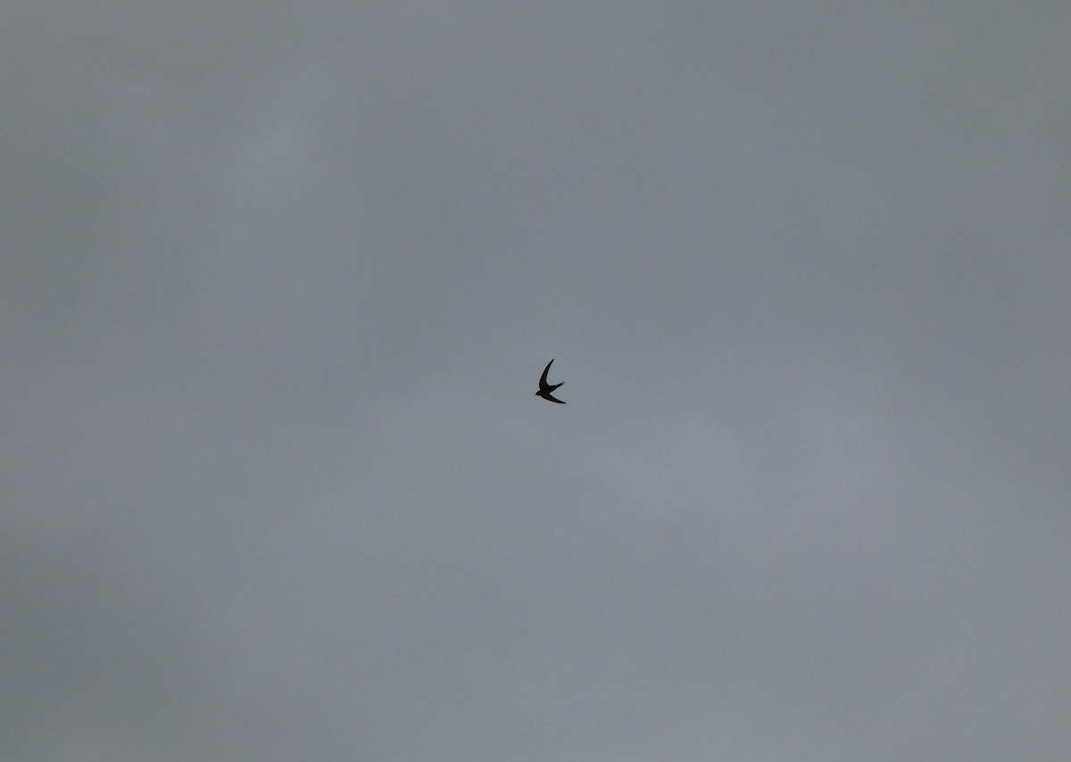 Mauersegler - ML647063352