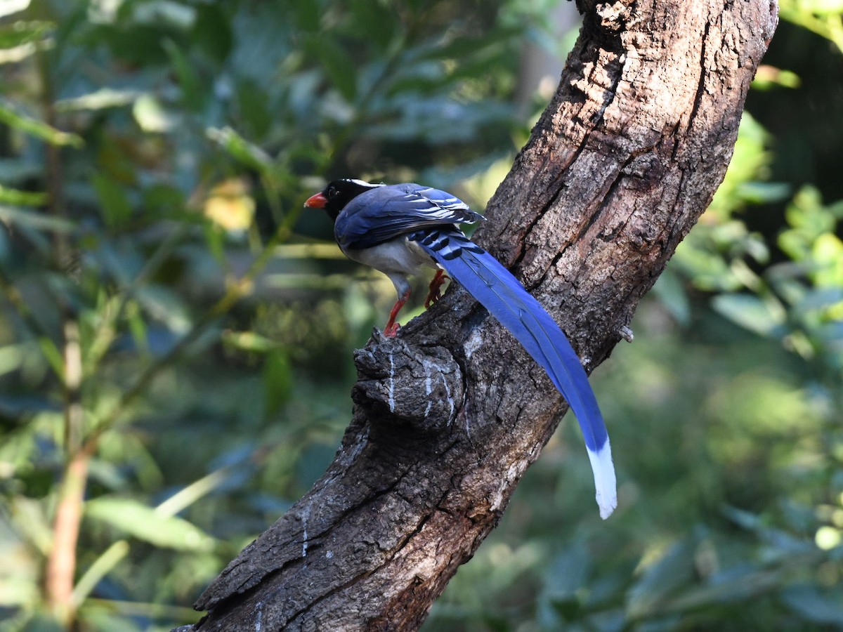 Red-billed Blue-Magpie - ML647063353