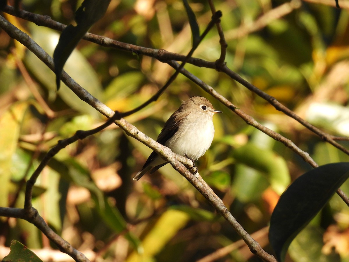 lejsek asijský - ML647063357