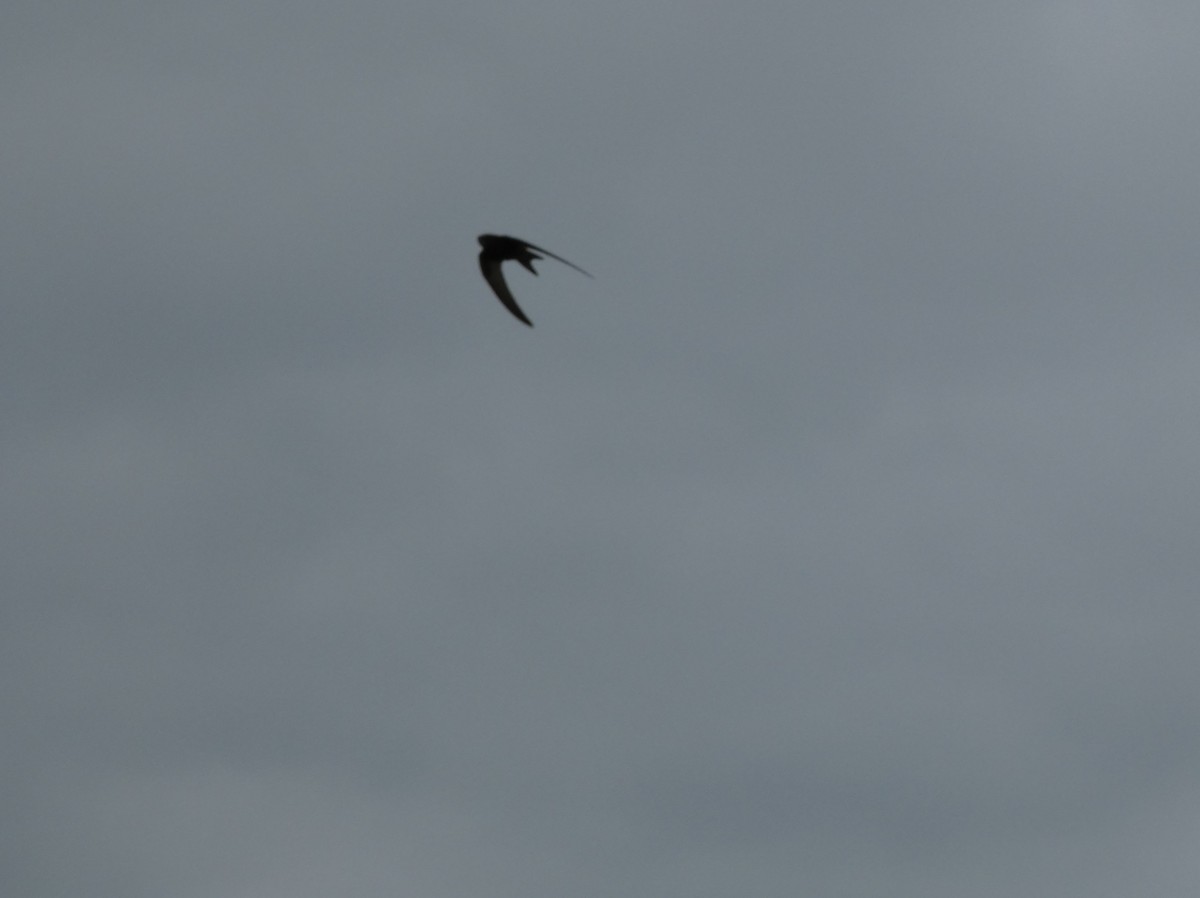 Mauersegler - ML647063361