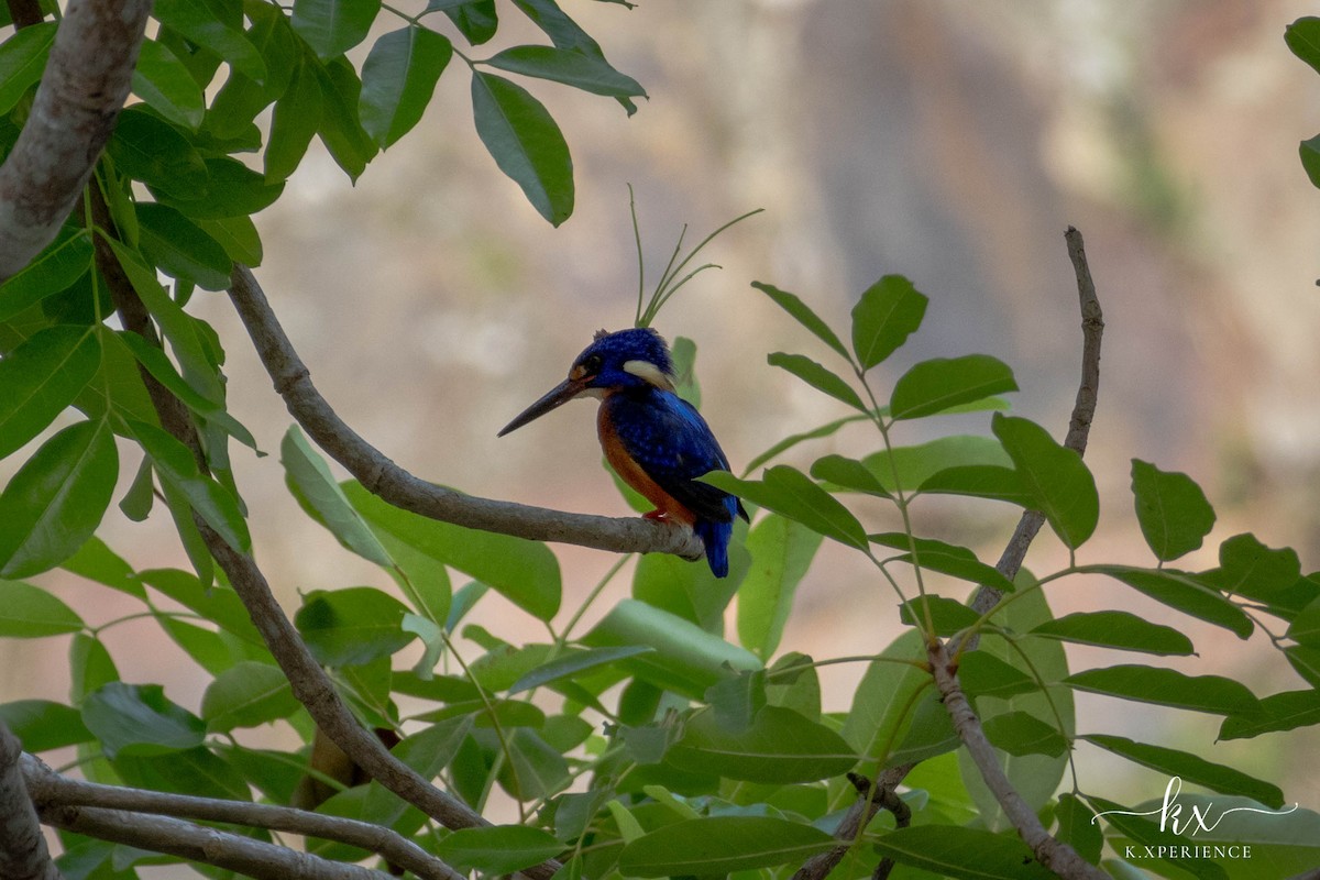 Blue-eared Kingfisher - ML647063369