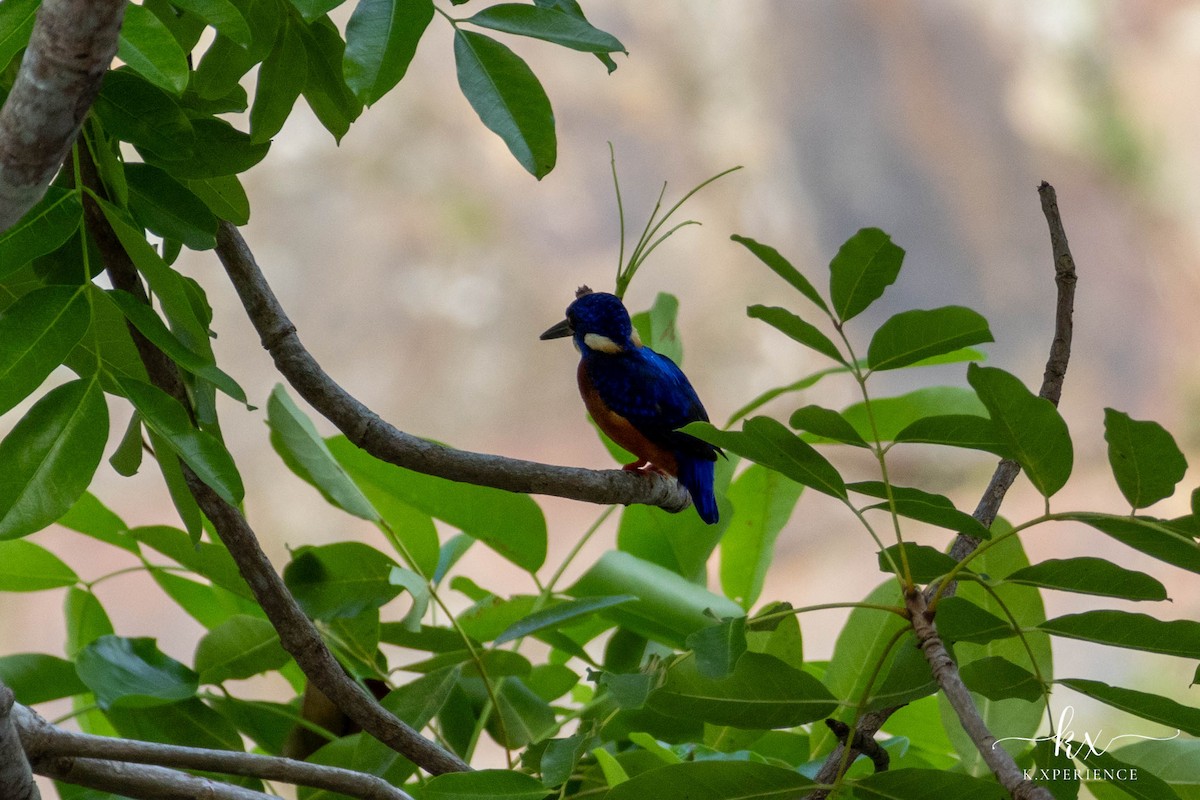 Blue-eared Kingfisher - ML647063370