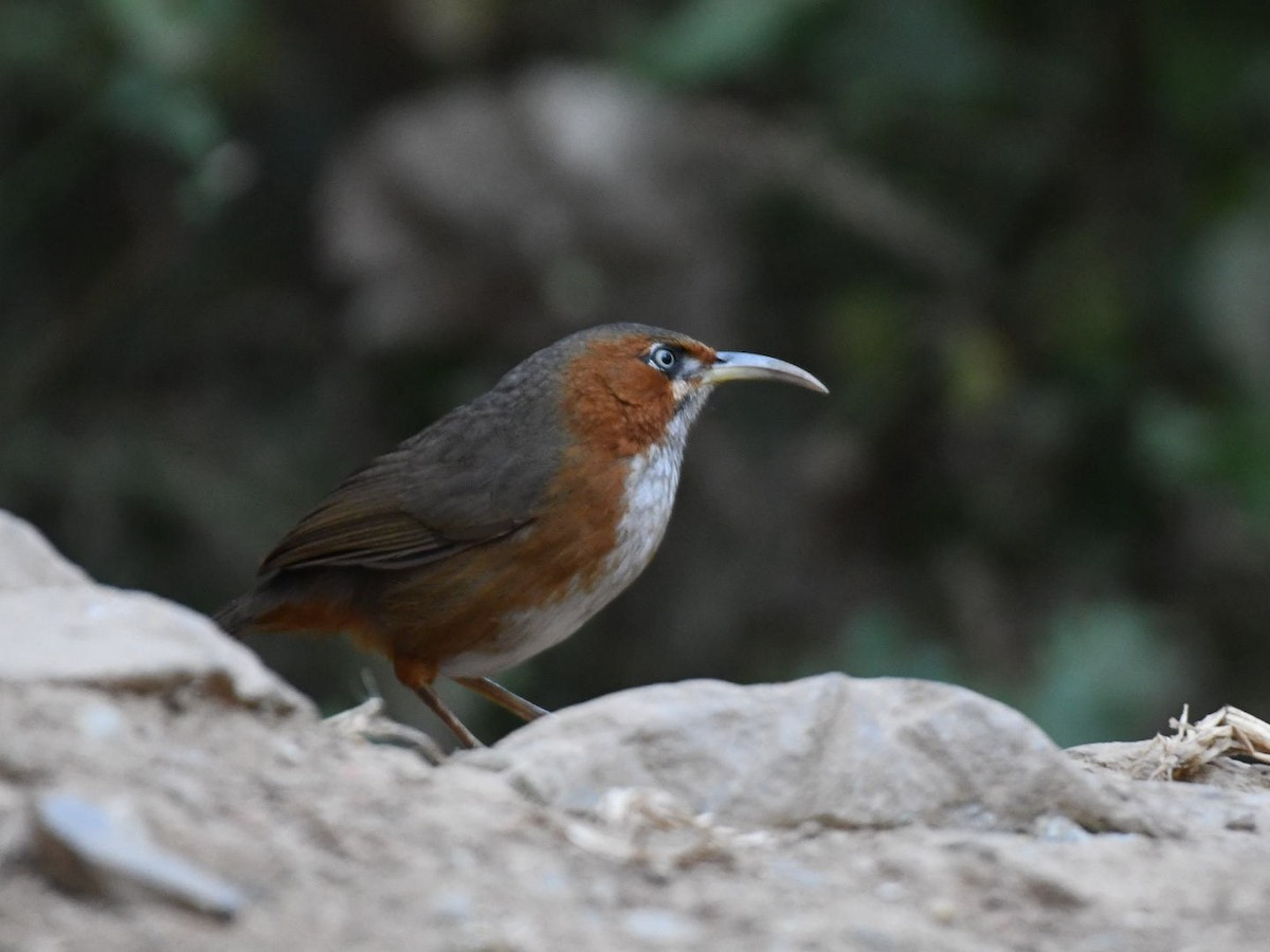 Rusty-cheeked Scimitar-Babbler - ML647063374