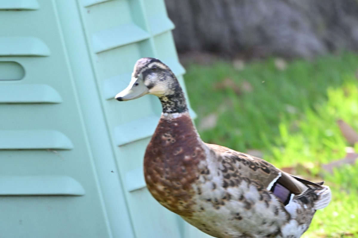 Pacific Black Duck x Mallard (hybrid) - ML647063375
