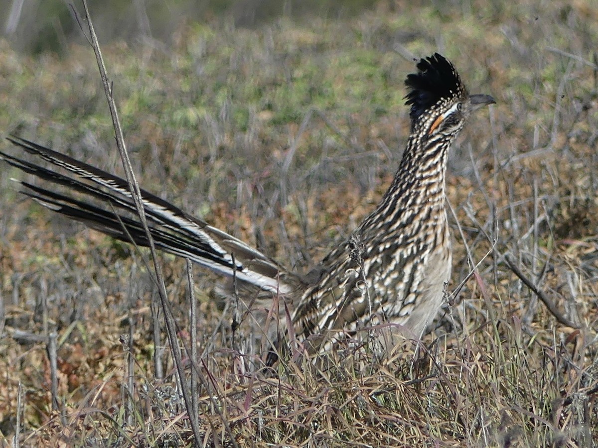 Greater Roadrunner - ML647063376
