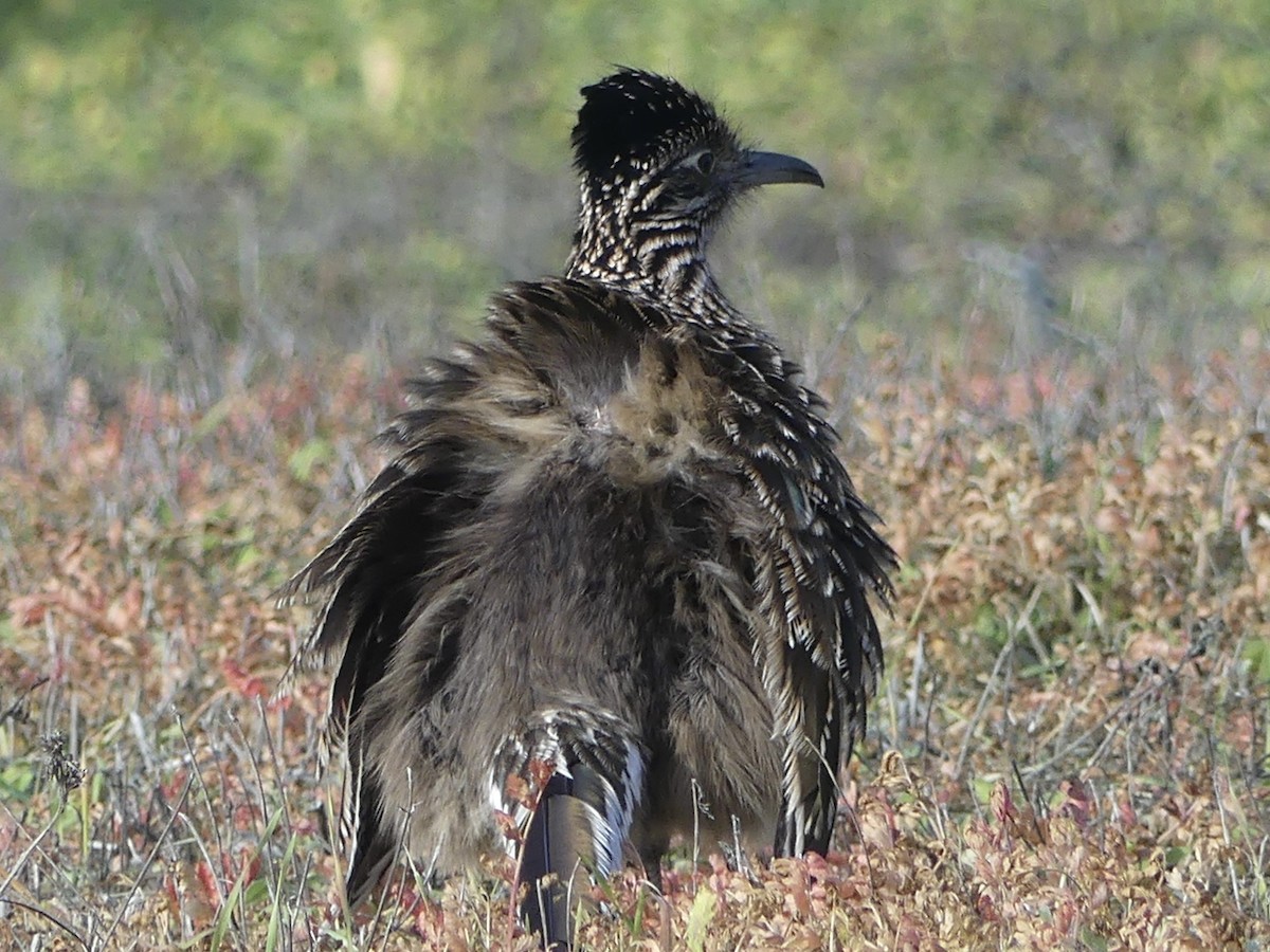 Greater Roadrunner - ML647063377