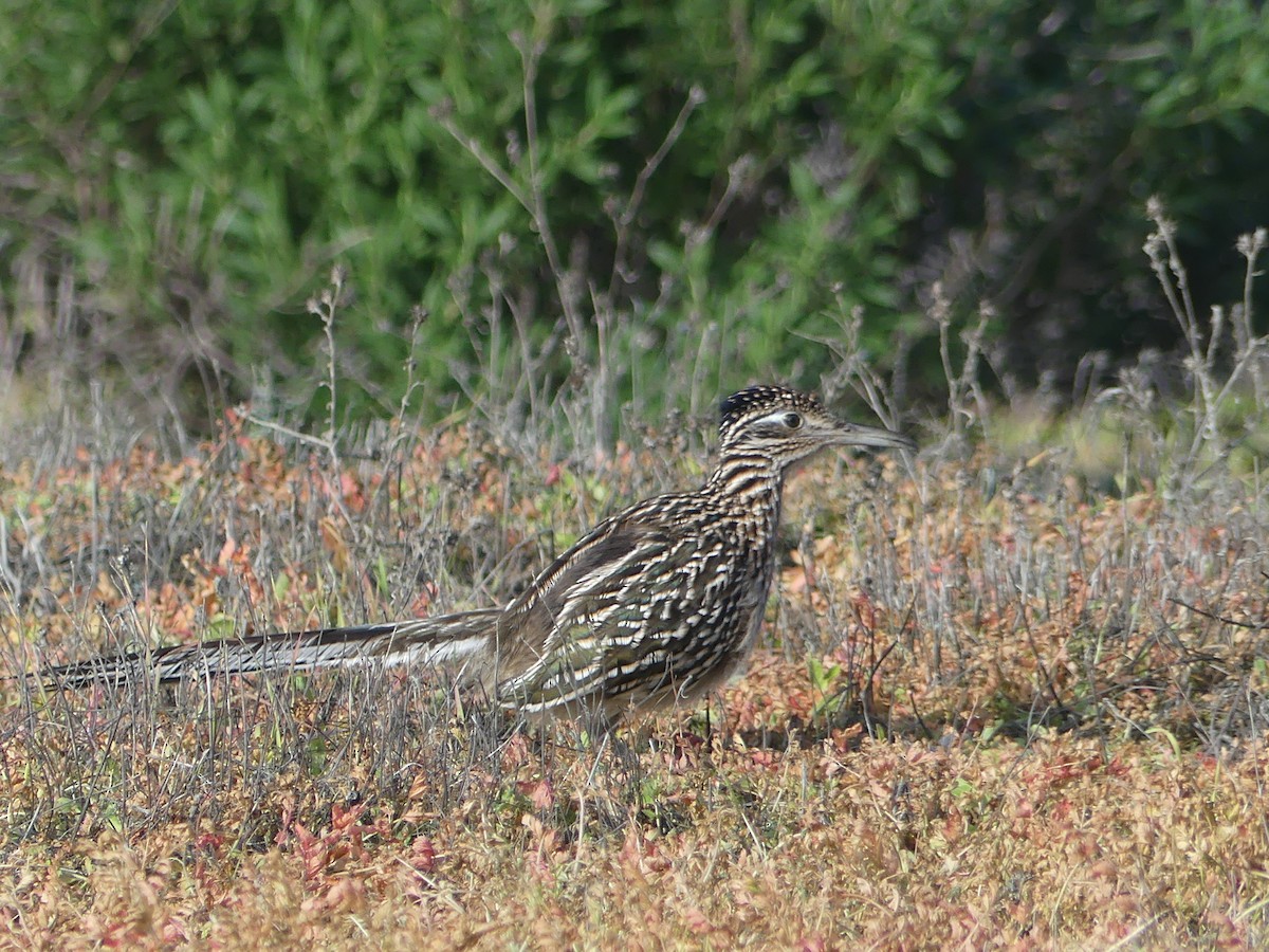 Greater Roadrunner - ML647063378