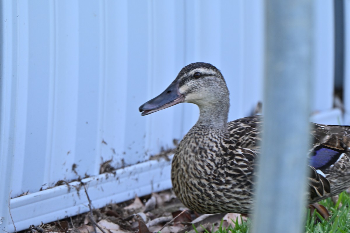 Pacific Black Duck - ML647063379