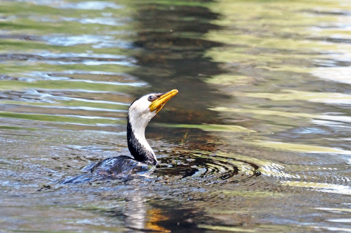 Little Pied Cormorant - ML647063380