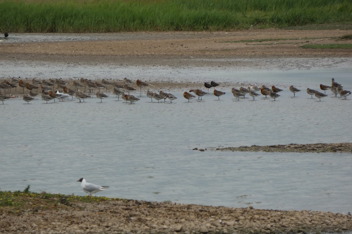 Spotted Redshank - ML647063381
