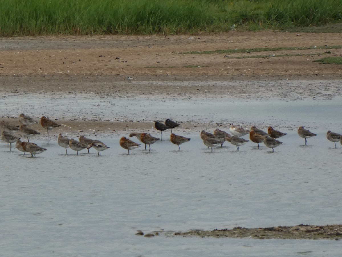 Spotted Redshank - ML647063382