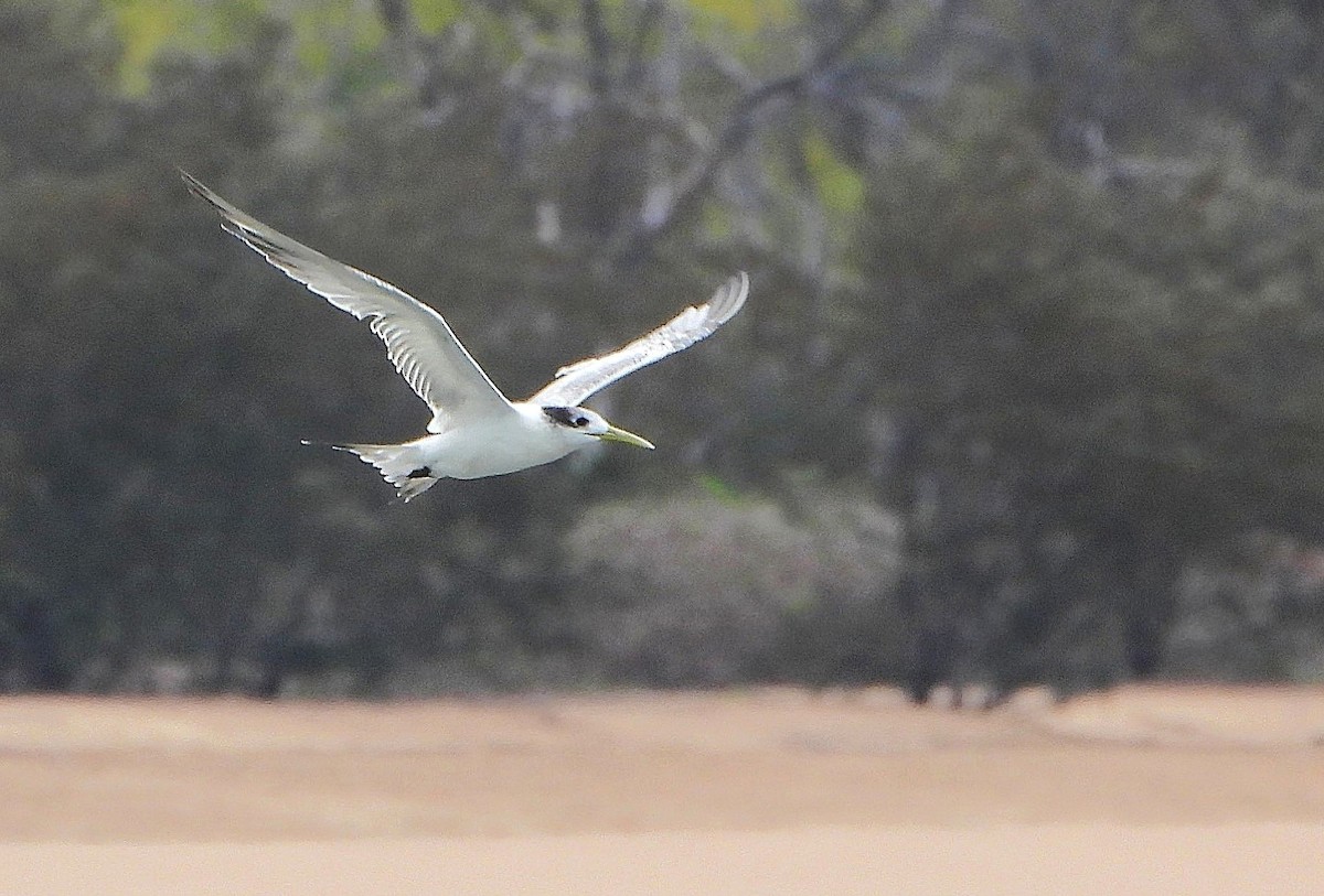 Great Crested Tern - ML647063383