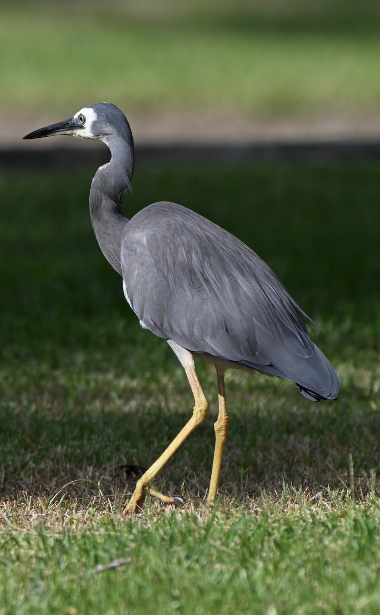 White-faced Heron - ML647063384