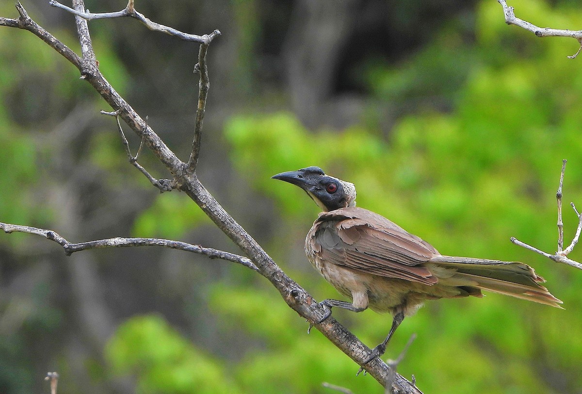 Helmeted Friarbird - ML647063385