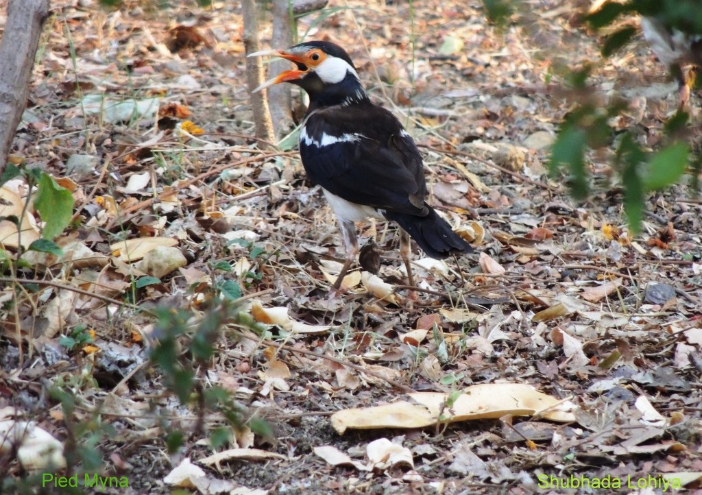 Indian Pied Starling - ML647063386