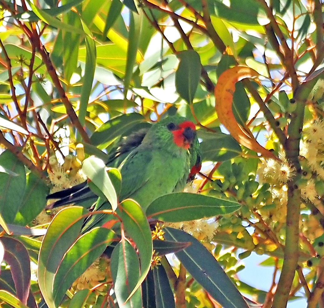 Little Lorikeet - ML647063387