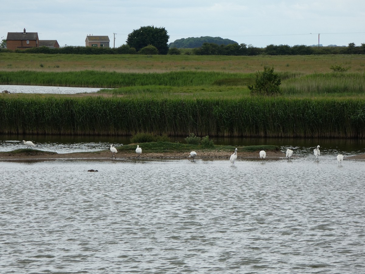 Eurasian Spoonbill - ML647063388