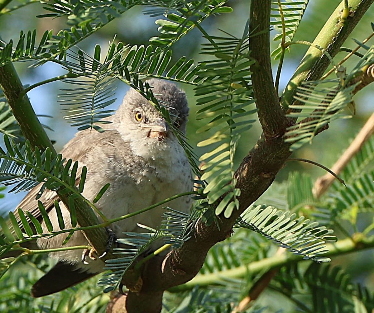 Barred Warbler - ML647063389
