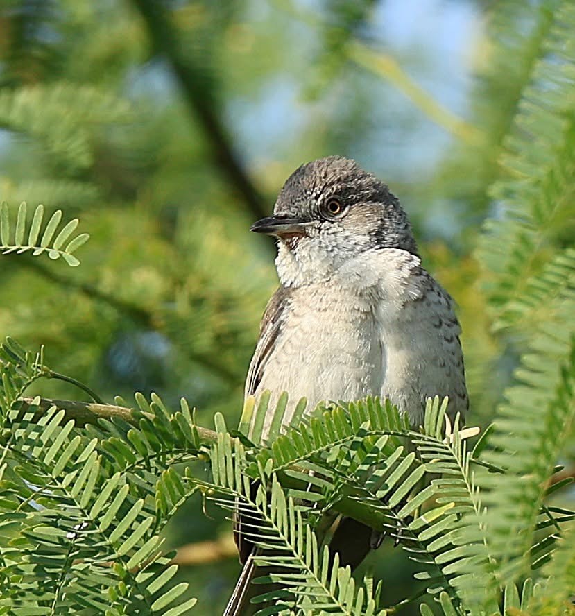 Barred Warbler - ML647063390