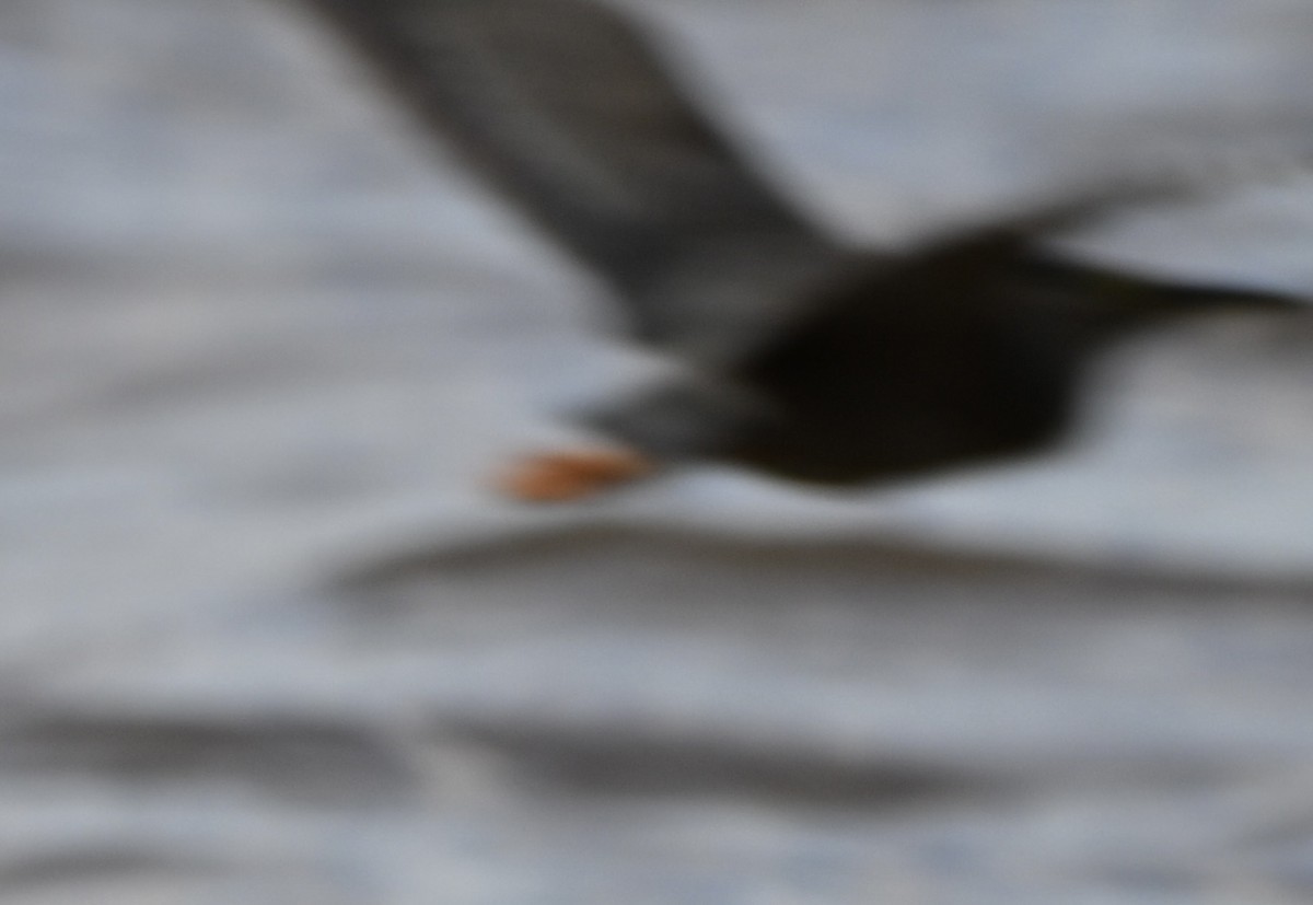 Little Heron - ML647063391