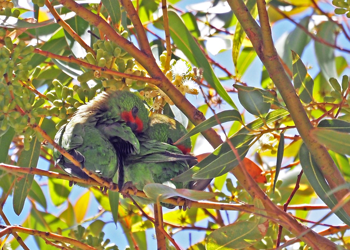 Little Lorikeet - ML647063392