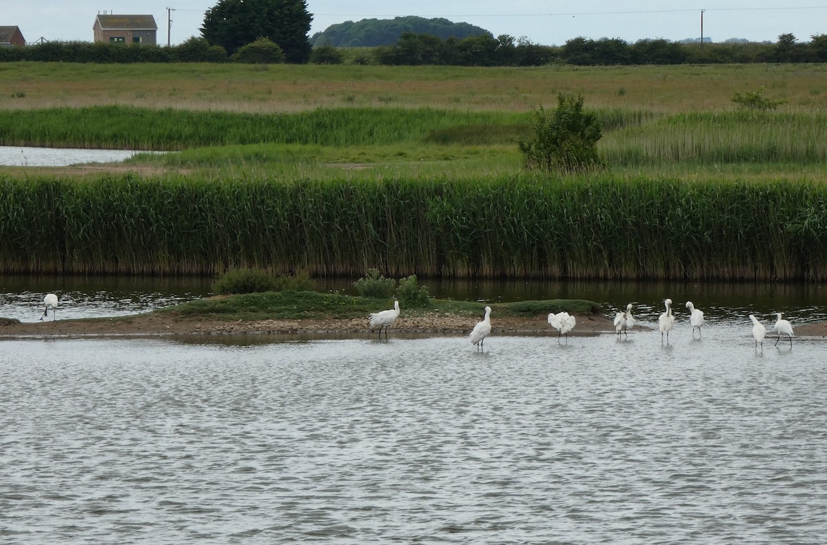 Eurasian Spoonbill - ML647063393