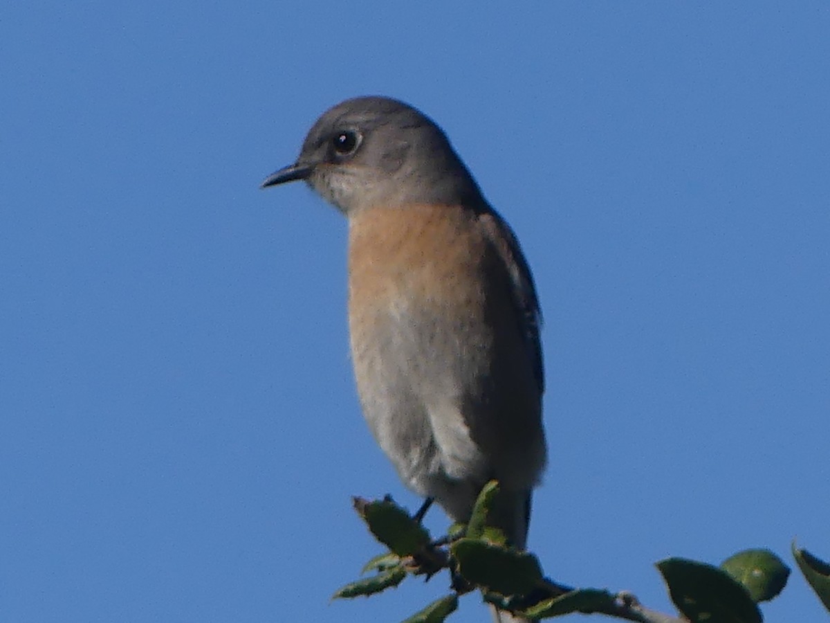 Western Bluebird - ML647063394