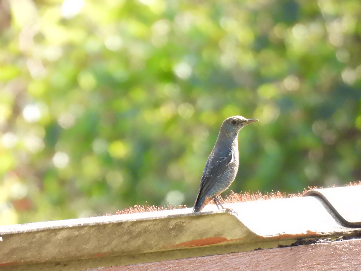 Blue Rock-Thrush - ML647063395