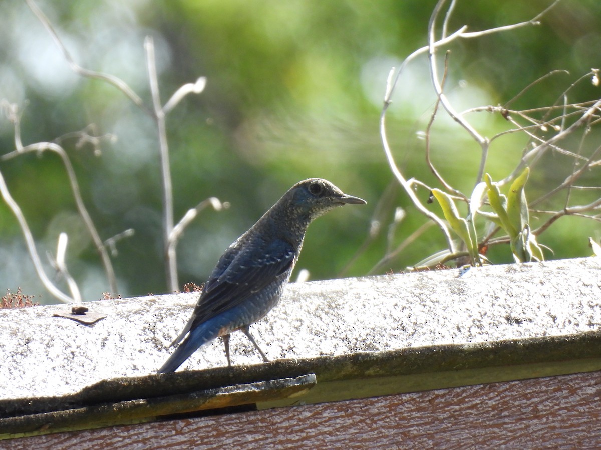 Blue Rock-Thrush - ML647063396